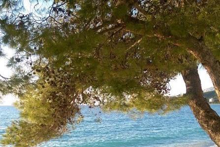 Apartamenty Barbir – foto 8