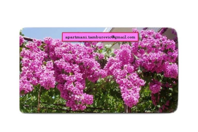 Apartamenty Tamburović – foto 18