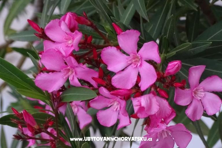 Rose – foto 18