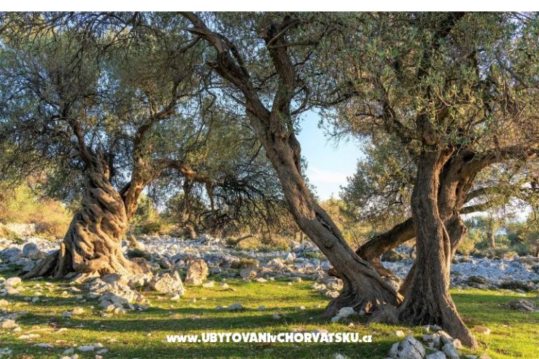 Apartamenty Zeneral – foto 15