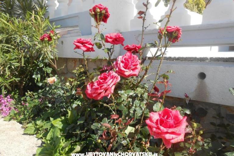 Apartamenty Pavelić – foto 8