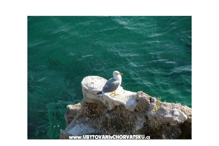 Apartamenty Nena Pisak – foto 10