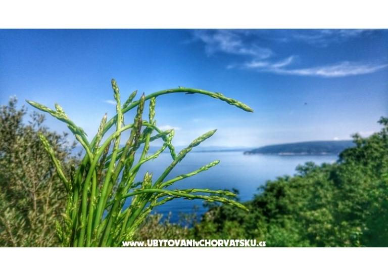 Garden of Pleasure – foto 12