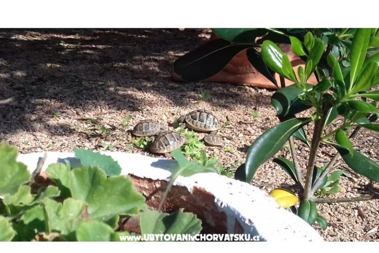 Apartamenty Ita s bazenom – foto 7