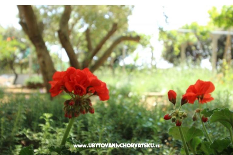 Apartamenty Salvia island Pag Mandre – foto 11