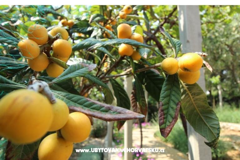 Apartamenty Salvia island Pag Mandre – foto 7