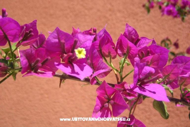 Apartamenty Kovacika – foto 4