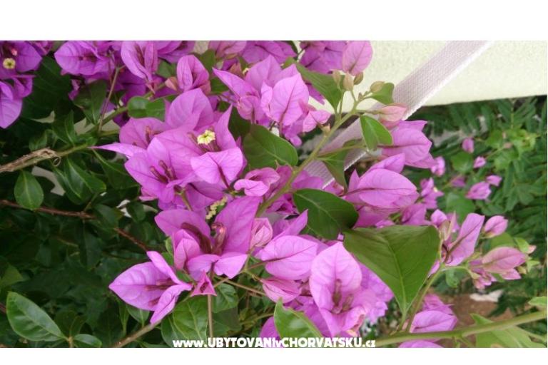 Marea Apartamenty Mandre – foto 5