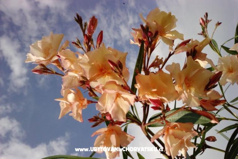 Marea Apartamenty Mandre – foto 7