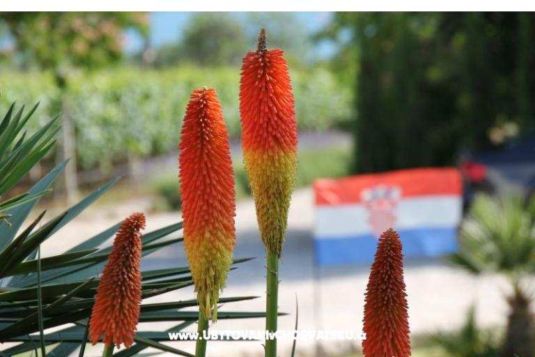 Apartamenty Mamić – foto 13