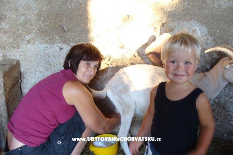 Apartamenty Sokalo-Petar – foto 8