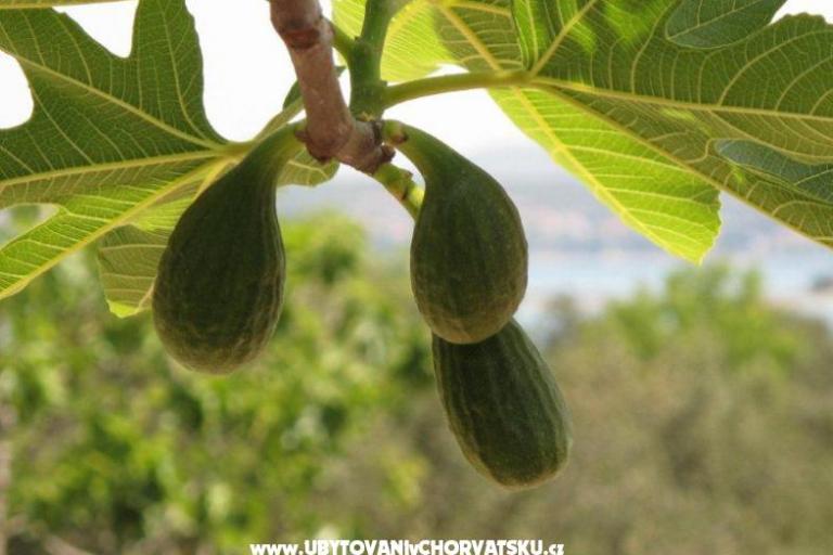 Apartamenty Villa Iva – foto 9