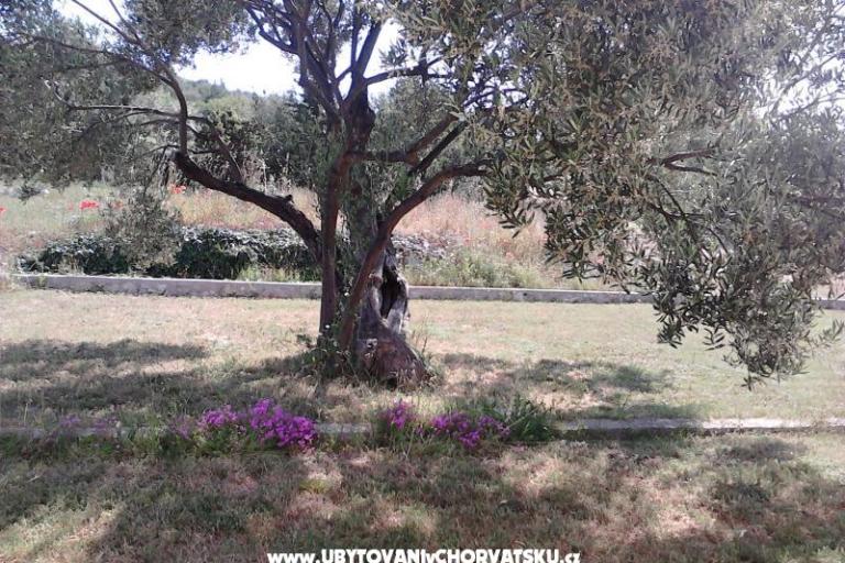 Apartamenty Villa Banjka – foto 8