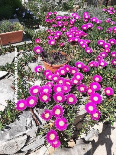 Apartamenty Lana Pirovac – foto 23
