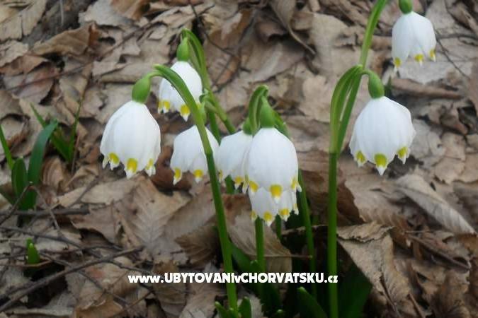 Apartamenty Marija – foto 14