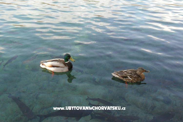 Apartamenty Marija – foto 16