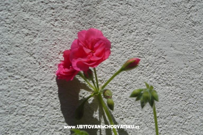 Apartamenty Sumić – foto 13