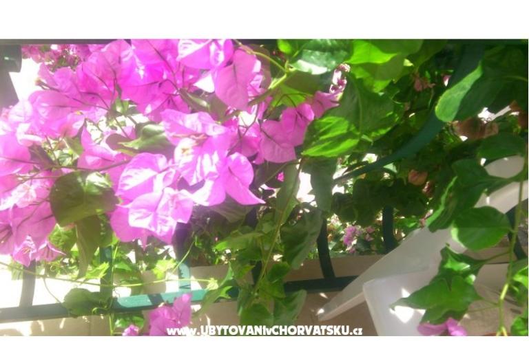 Apartamenty Antonela – foto 2