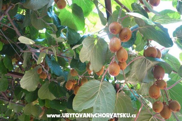 Apartamenty Milanović  Poreč – foto 15