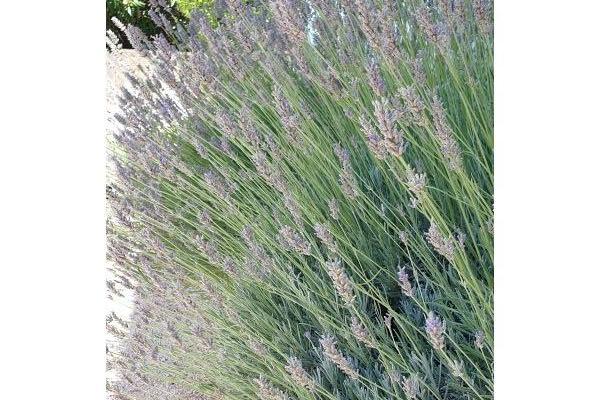 Apartamenty Jambrovic – foto 21