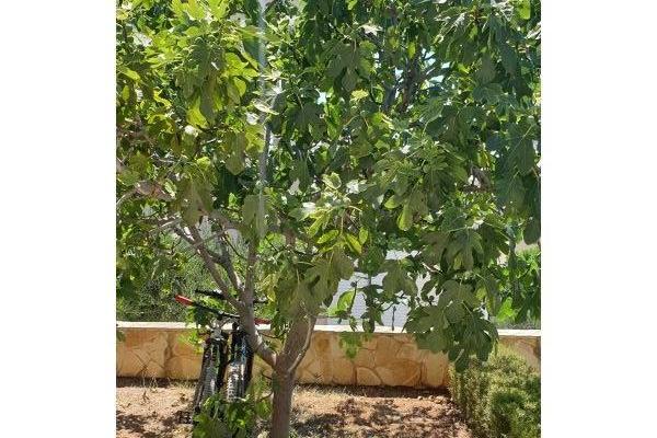 Apartamenty Jambrovic – foto 22