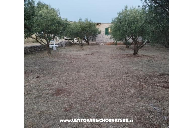 Olive grove – foto 3