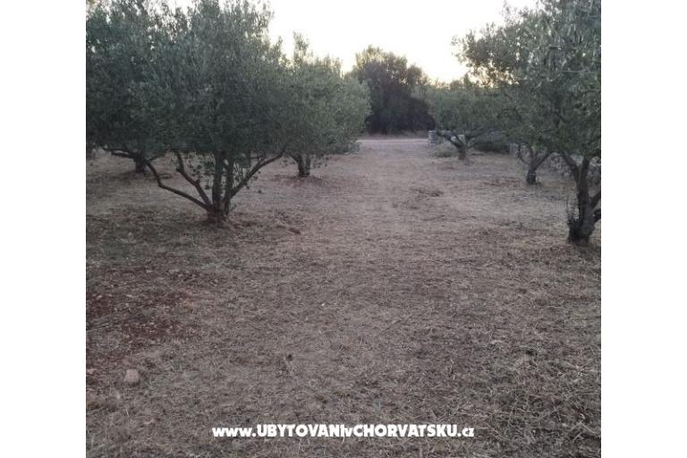 Olive grove – foto 4
