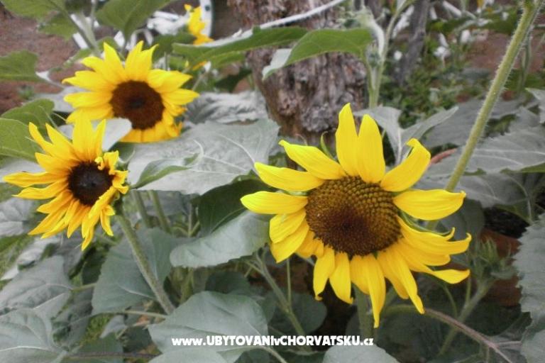Apartamenty Loznica – foto 15
