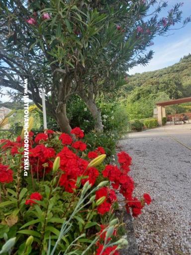 Apartamenty Danijela – foto 4