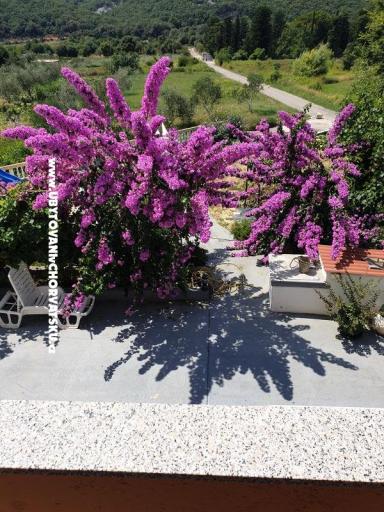 Apartamenty Lupić – foto 16