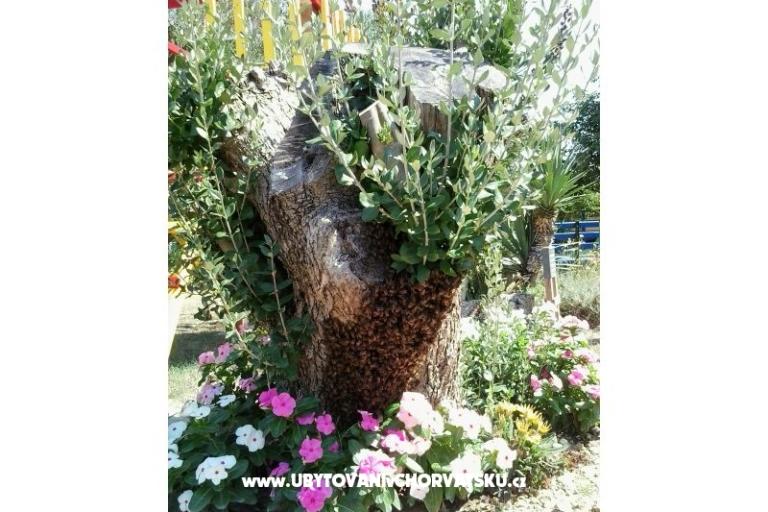 Apartamenty- Villa Ilijic – foto 10