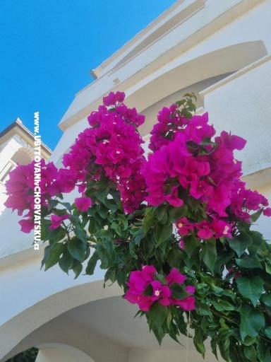 Apartamenty Ana – foto 9