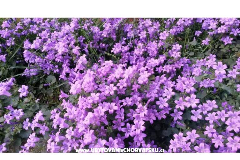 Apartamenty Ida &amp; Sandra – foto 16