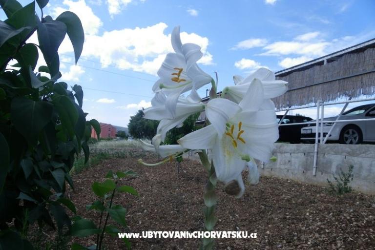 Apartamenty Ante-Gojko – foto 11