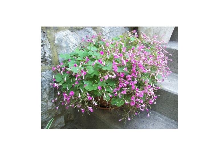 Apartamenty POLAČA - Slano – foto 15