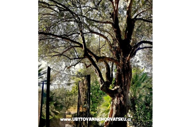 Apartamenty DARIO - Sukošan – foto 38