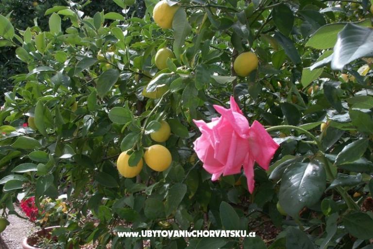 Apartamenty Anita – foto 9