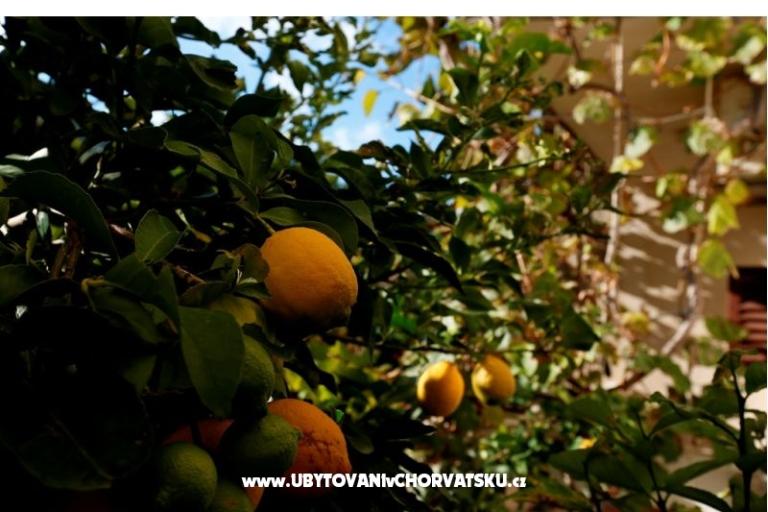 Baković - na plaży – foto 10