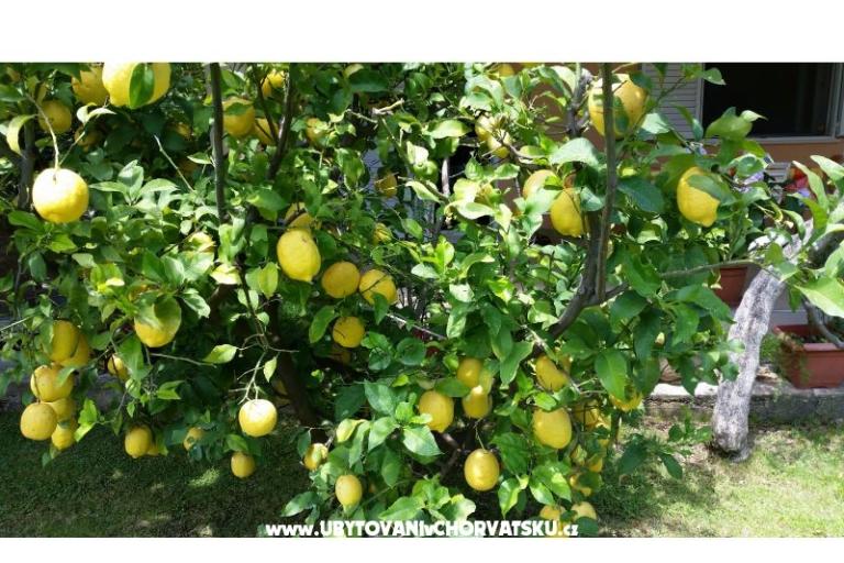 Apartamenty Bijelić – foto 9