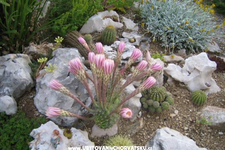 Apartamenty Sunce – foto 17
