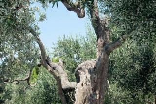 Apartamenty Marin – foto 5