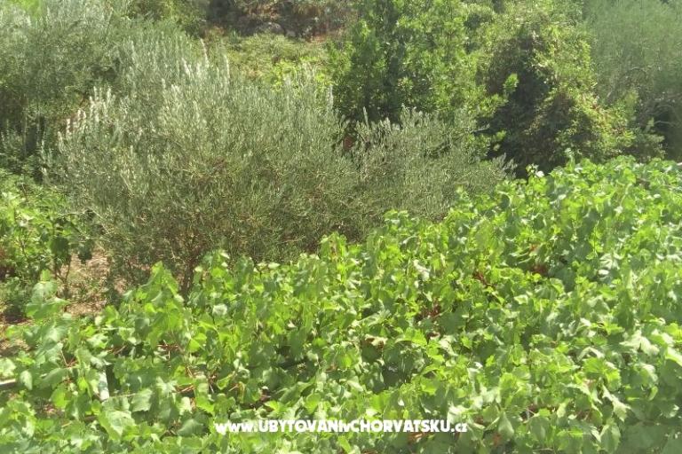 Apartamenty Čović – foto 16