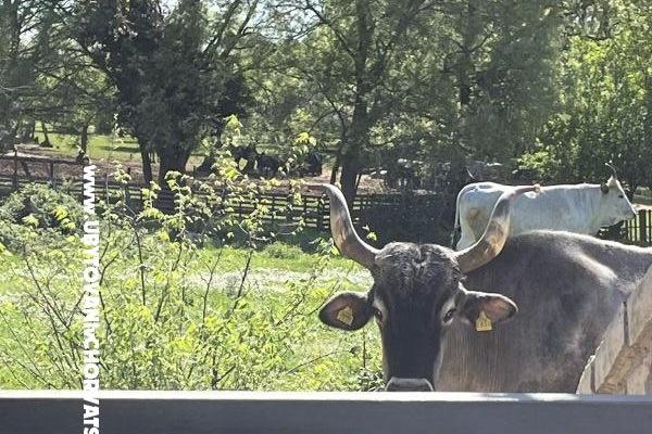 Holiday Dom Gabi – foto 14