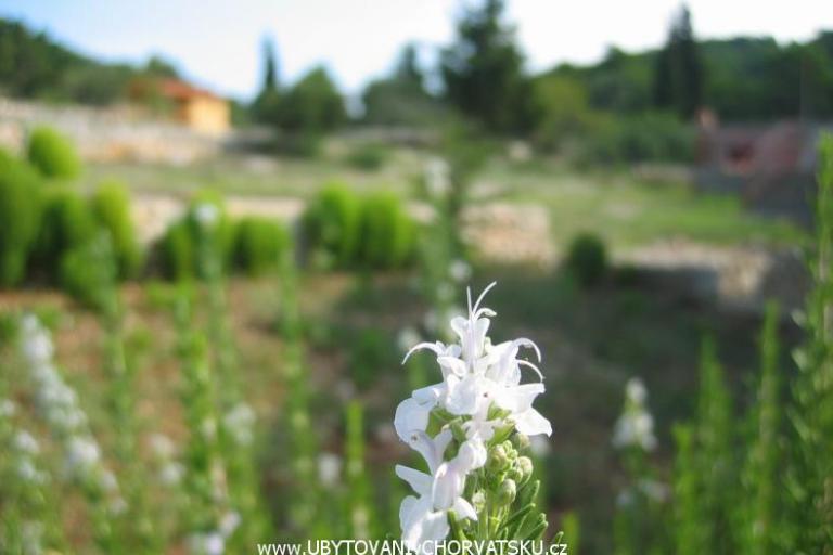 Apartamenty Perutović – foto 7