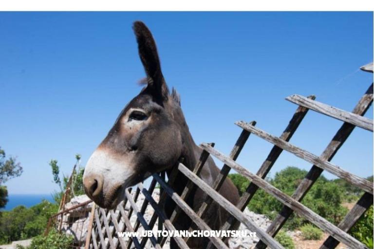 App Bonić – foto 8