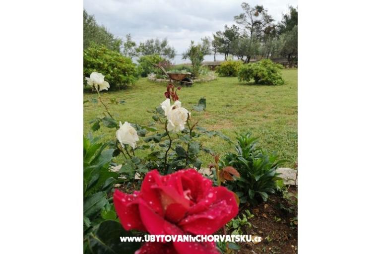 Apartamenty Pedic – foto 6