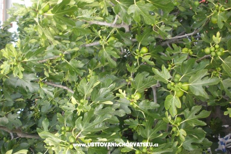 Apartamenty  Smokva   – foto 15