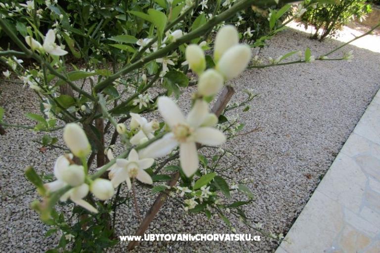 Apartamenty Kokor – foto 5