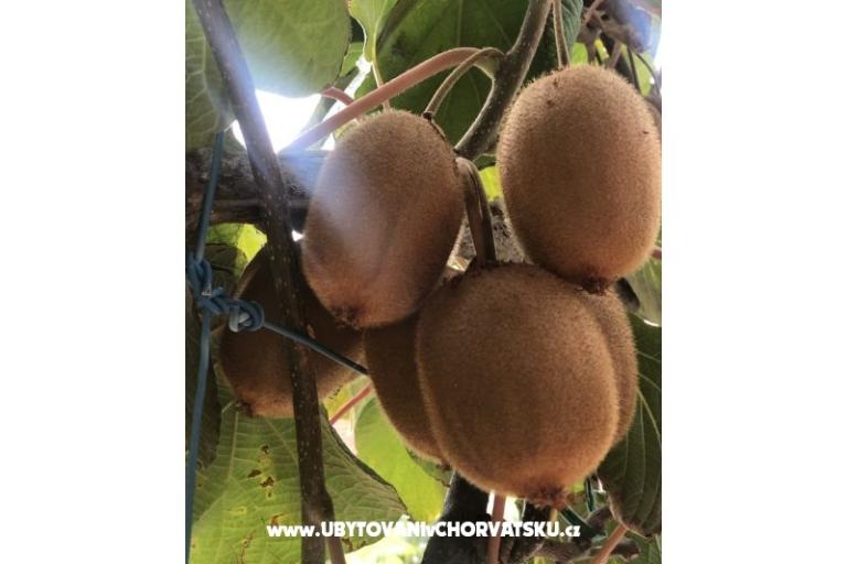 Kiwi Dom – foto 2
