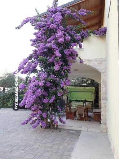 Apartamenty  Vesna  – foto 9